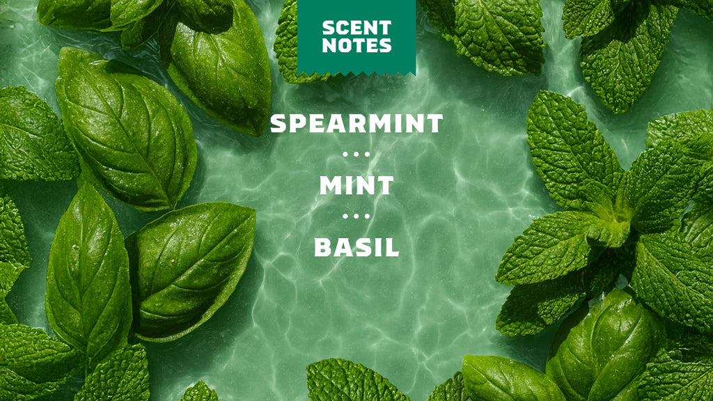 Classic Spearmint Basil